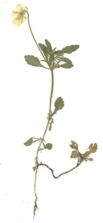 GHV Herbarium Acker-Stiefmütterchen.jpg