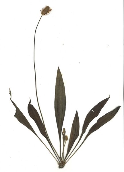 Datei:GHV Herbarium Spitz-Wegerich.jpg