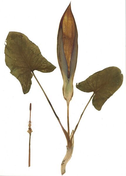 Datei:GHV Herbarium Aronstab.jpg