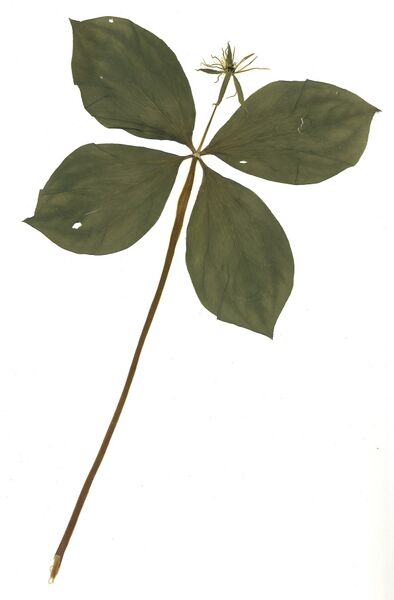 Datei:GHV Herbarium Einbeere.jpg