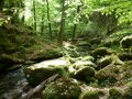 Im Monbachtal, Mai&nbsp;2026