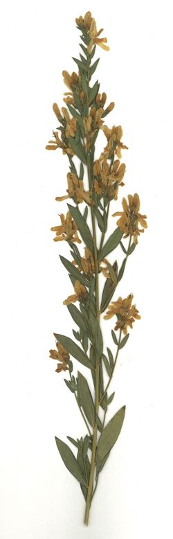 Datei:GHV Herbarium Färber-Ginster.jpg