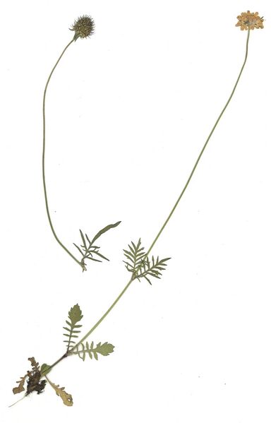 Datei:GHV Herbarium Tauben-Grindkraut.jpg