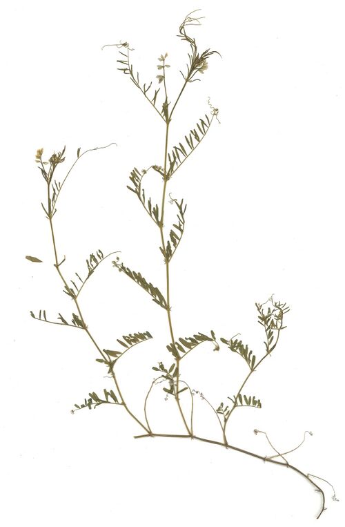 Datei:GHV Herbarium Rauhaarige Wicke.jpg