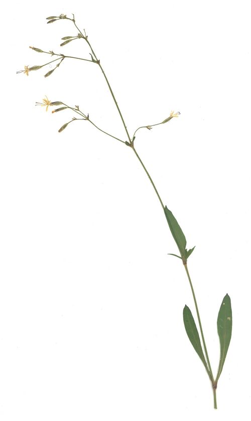 Datei:GHV Herbarium Nickendes Leimkraut.jpg