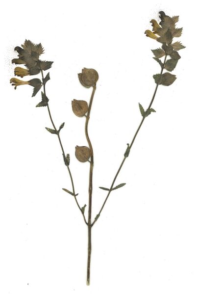 Datei:GHV Herbarium Zottiger Klappertopf.jpg