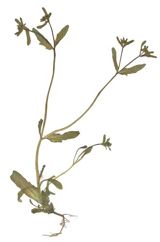 GHV Herbarium Kiel-Feldsalat.jpg