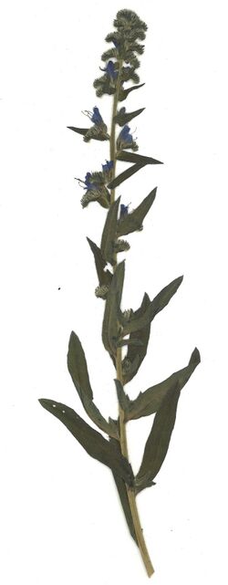 Datei:GHV Herbarium Natternkopf.jpg