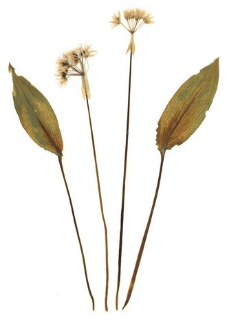 GHV Herbarium Bären-Lauch.jpg