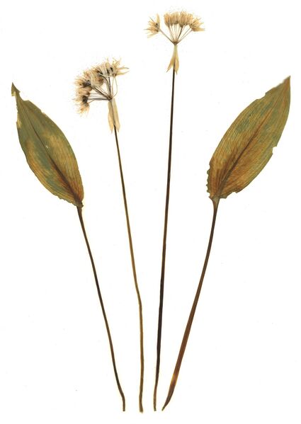 Datei:GHV Herbarium Bären-Lauch.jpg