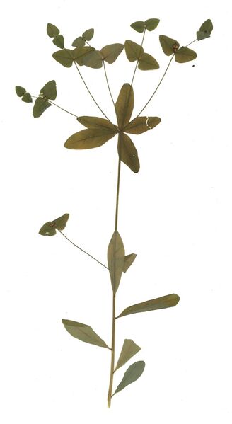 Datei:GHV Herbarium Süße Wolfsmilch.jpg
