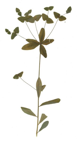 GHV Herbarium Süße Wolfsmilch.jpg