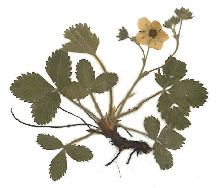 Datei:GHV Herbarium Wald-Erdbeere.jpg