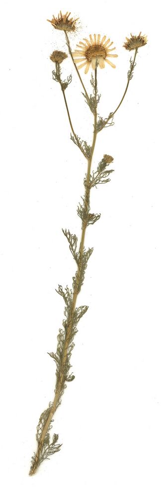 GHV Herbarium Duftlose Kamille.jpg
