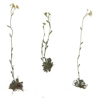 GHV Herbarium Felsen-Kugelschötchen.jpg