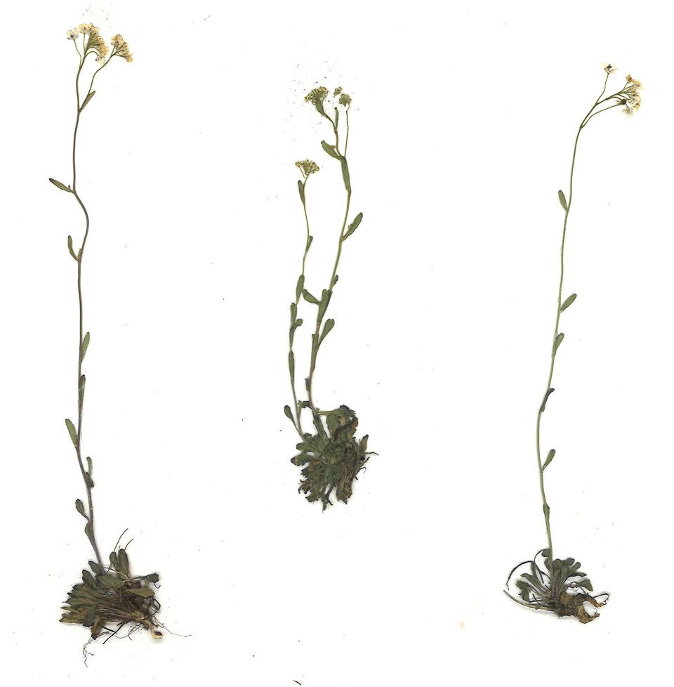 Datei:GHV Herbarium Felsen-Kugelschötchen.jpg