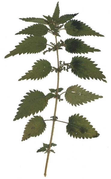 Datei:GHV Herbarium Kleine Brennessel.jpg