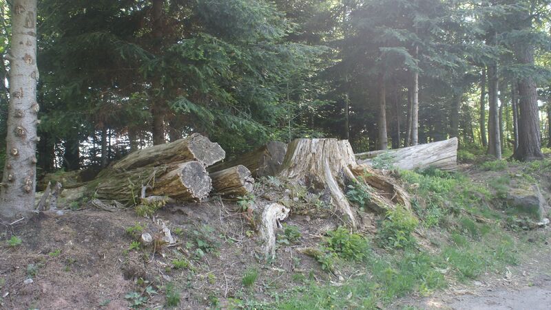 Datei:Bäume im Naturpark Rotenbach.JPG