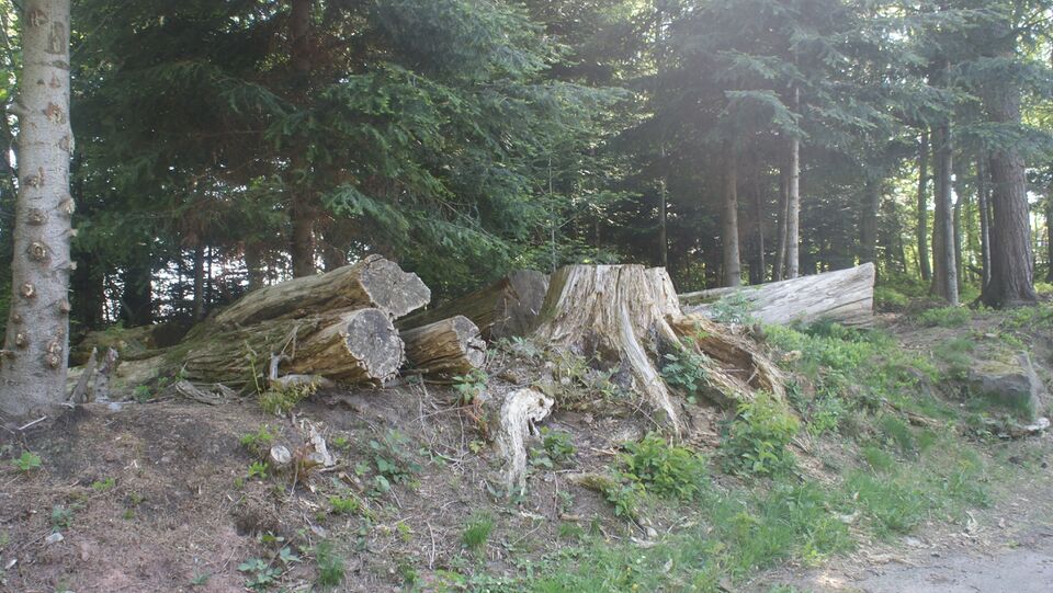 Datei:Bäume im Naturpark Rotenbach.JPG