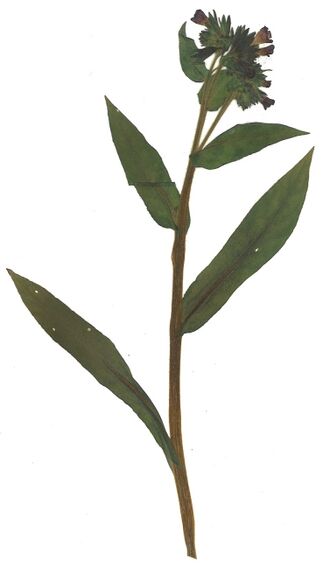 GHV Herbarium Berg-Lungenkraut.jpg