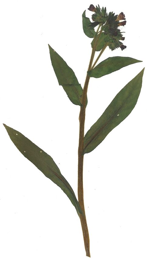 Datei:GHV Herbarium Berg-Lungenkraut.jpg