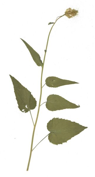 Datei:GHV Herbarium Ährige Teufelskralle.jpg