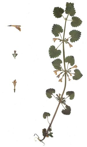 GHV Herbarium Gundermann.jpg