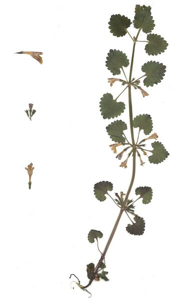 Datei:GHV Herbarium Gundermann.jpg