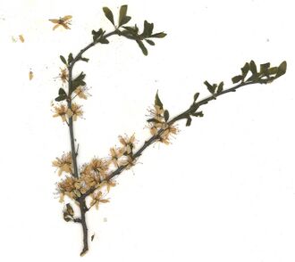 GHV Herbarium Schlehdorn.jpg