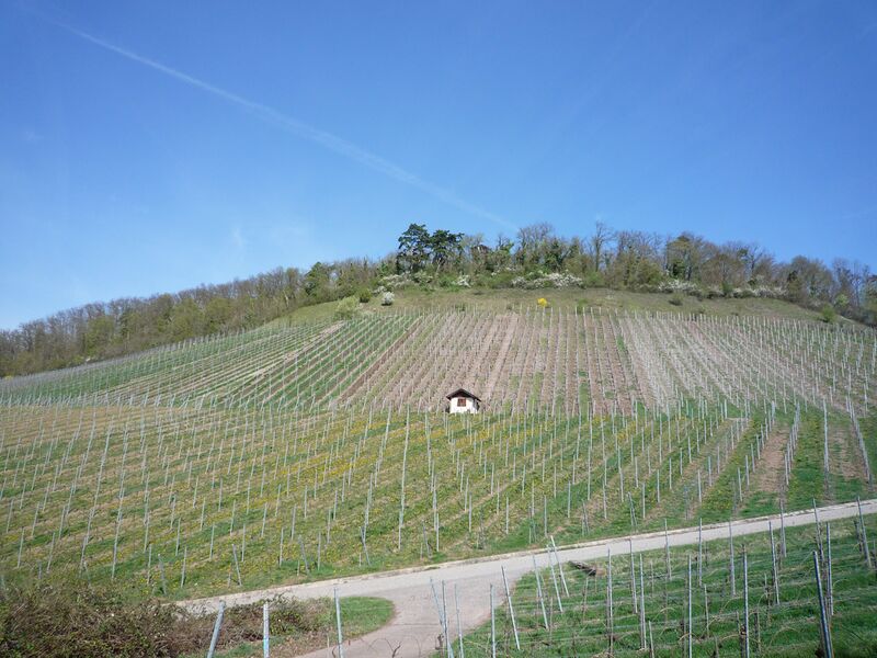 Datei:Ensingen-Weinberg-Eselsburg.jpg
