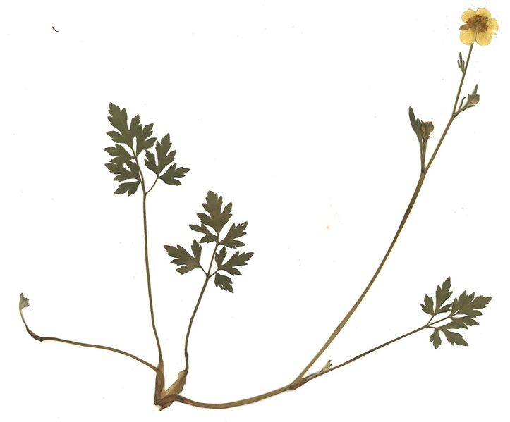 Datei:GHV Herbarium Kriechender Hahnenfuß.jpg