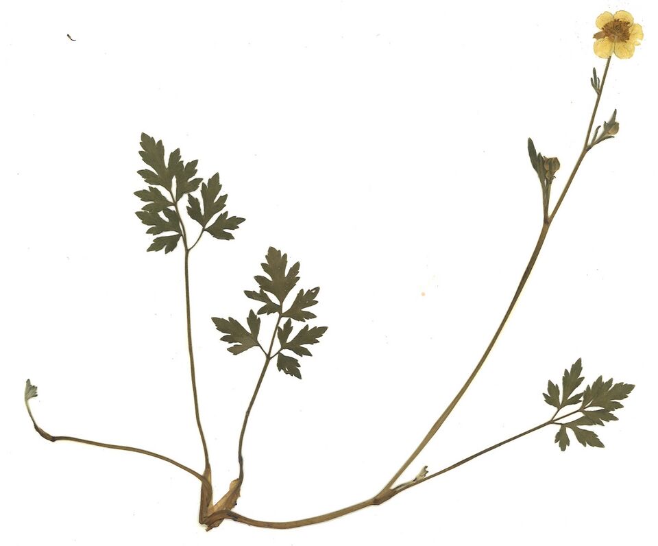 Datei:GHV Herbarium Kriechender Hahnenfuß.jpg