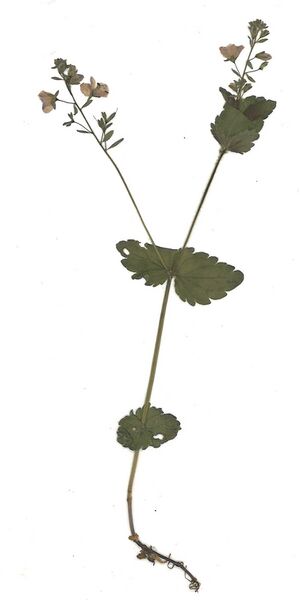 Datei:GHV Herbarium Gamander Ehrenpreis.jpg