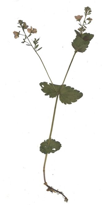 GHV Herbarium Gamander Ehrenpreis.jpg