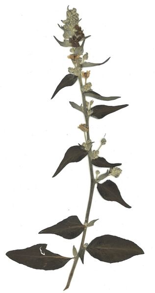 Datei:GHV Herbarium Mehlige Königskerze.jpg