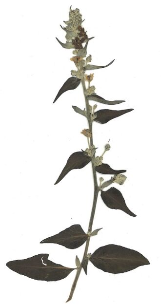 Datei:GHV Herbarium Mehlige Königskerze.jpg