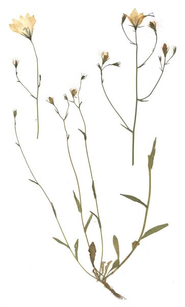 Datei:GHV Herbarium Wiesenglockenblume.jpg