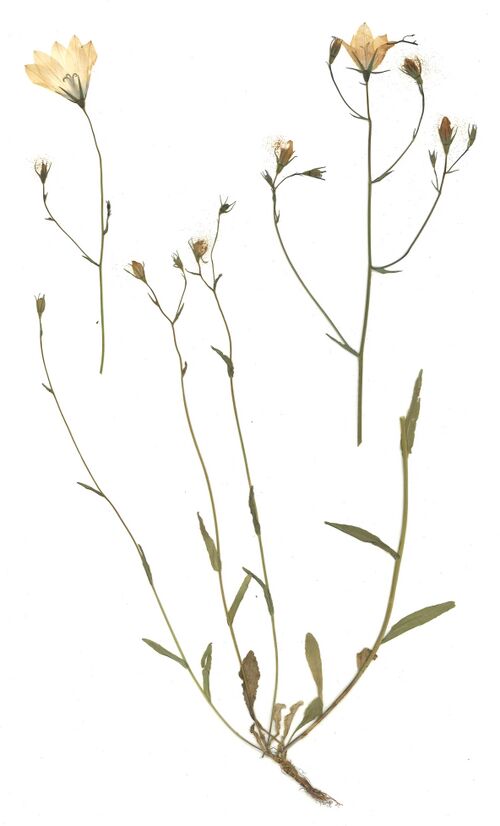 Datei:GHV Herbarium Wiesenglockenblume.jpg