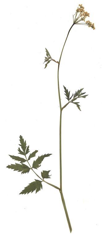 GHV Herbarium Große Bibernelle.jpg