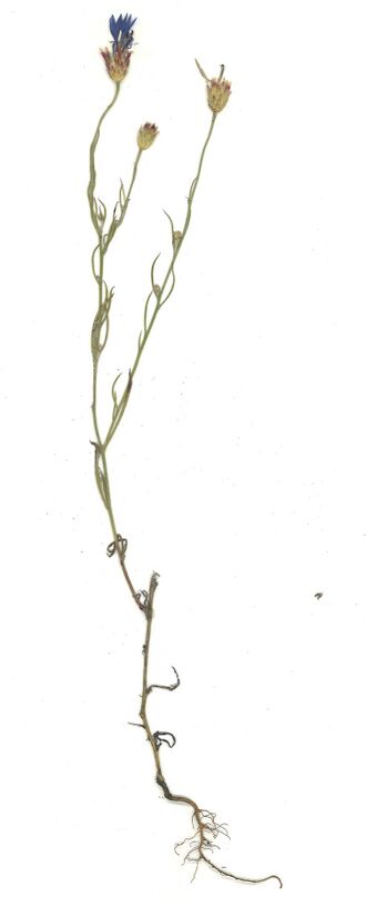 GHV Herbarium Kornblume.jpg