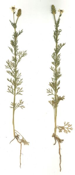 Datei:GHV Herbarium Sommer-Teufelsauge.jpg