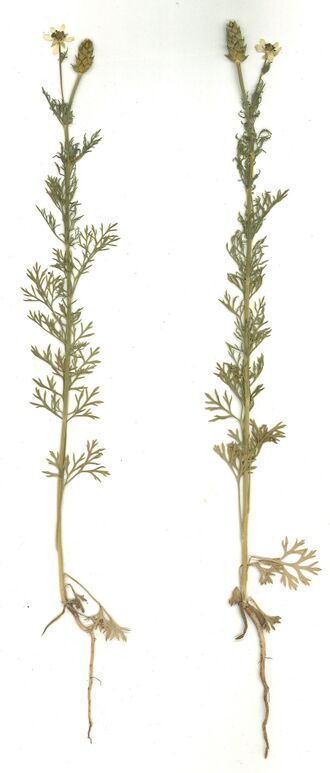 Datei:GHV Herbarium Sommer-Teufelsauge.jpg
