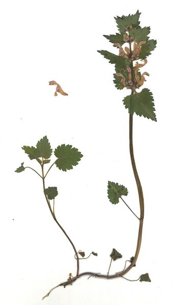 Datei:GHV Herbarium Gefleckte Taubnessel.jpg