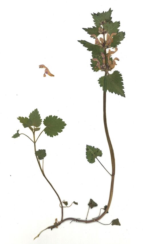 Datei:GHV Herbarium Gefleckte Taubnessel.jpg