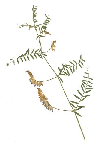 GHV Herbarium Vogel-Wicke.jpg