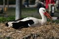 Storch