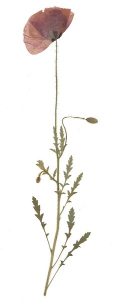 Datei:GHV Herbarium Klatsch-Mohn.jpg