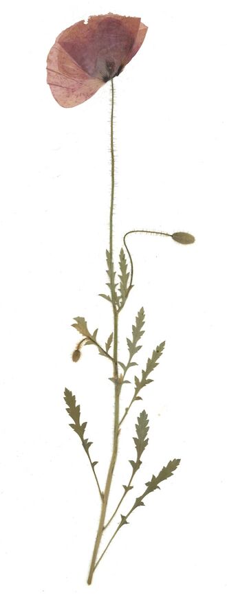 GHV Herbarium Klatsch-Mohn.jpg