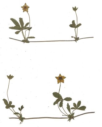 GHV Herbarium Kriechendes Fingerkraut.jpg