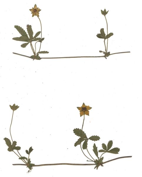 Datei:GHV Herbarium Kriechendes Fingerkraut.jpg